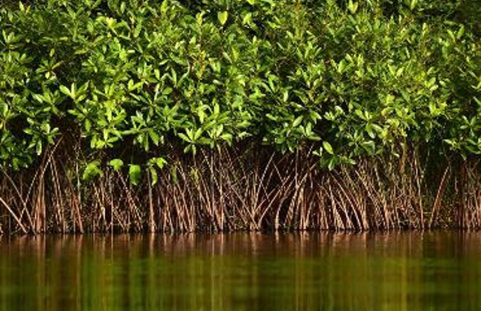 Mangrove trees and exposed roots along a coastal waterway.
